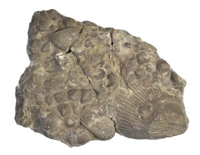 Bivalve: Lima striata; shell limestone, DE